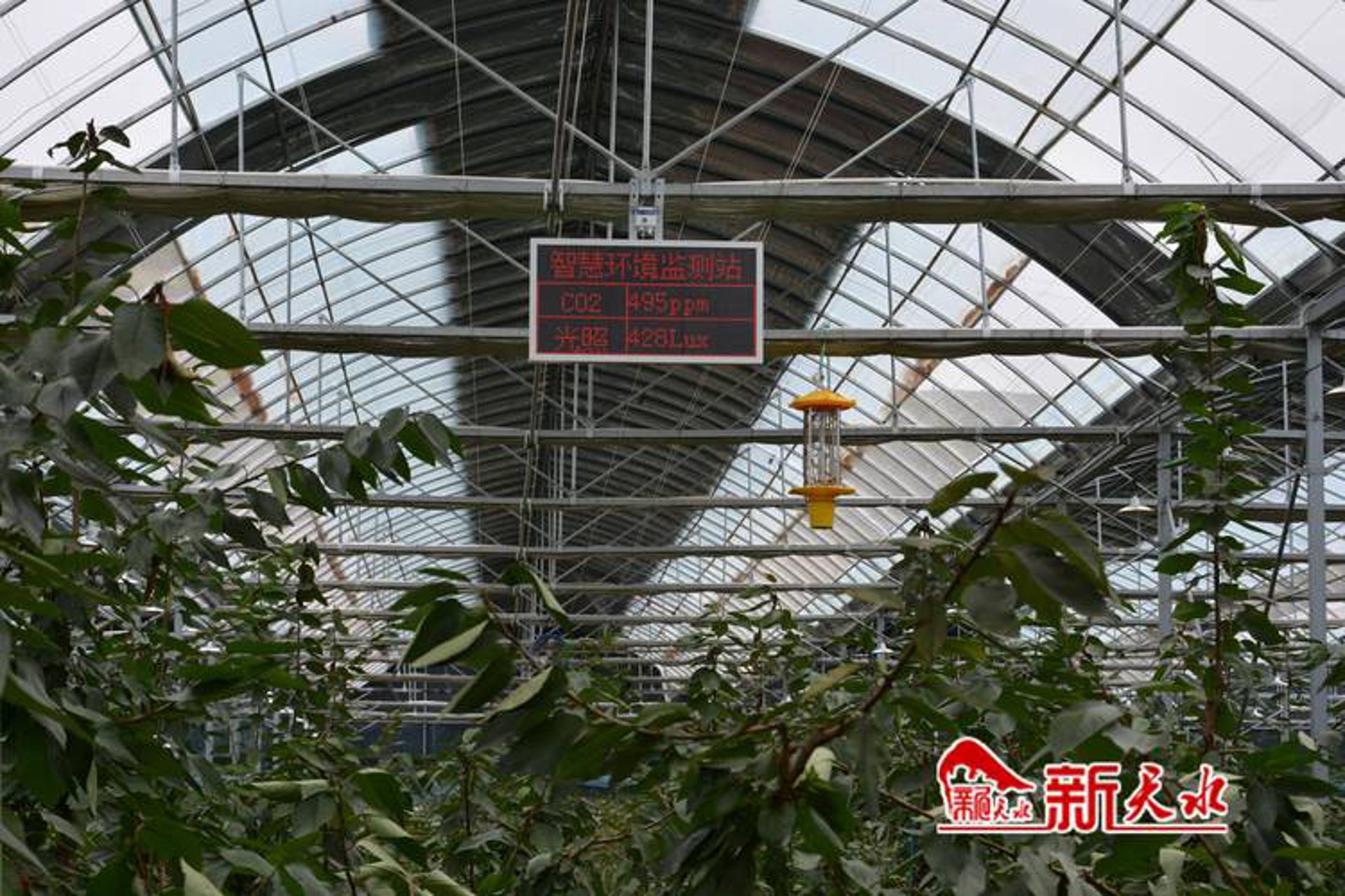 东营樱桃网络科技